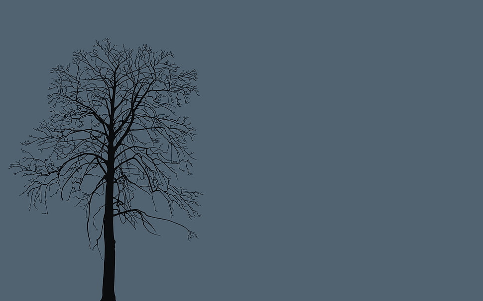 withered tree HD wallpaper