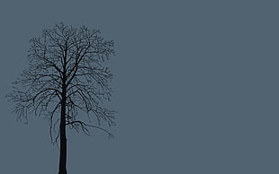 withered tree