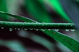 water droplets, closeup, macro, rain, grass HD wallpaper