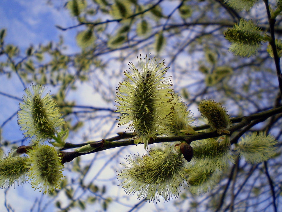 view of green flowers HD wallpaper