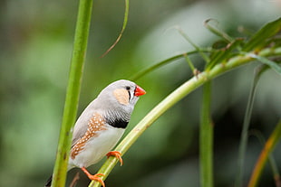 close-up photography of red-beaked gray and black bird on green palm leaf