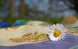 shallow depth of field photo of white Daisy flower on top of purple and brown textile