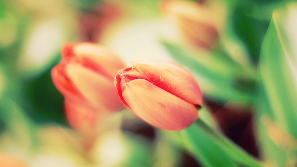 orange flowers, plants, nature, macro, flowers HD wallpaper