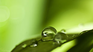 close-up photo of droplets on leaf