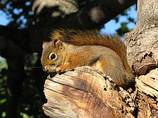 brown squirrel, red squirrel