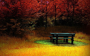 black wooden picnic table
