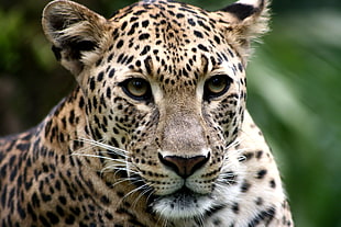 closeup photo of leopard HD wallpaper