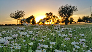 close up photo of white petaled flower near silhouette of trees during sunset