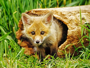 red fox, animals, nature, baby animals HD wallpaper