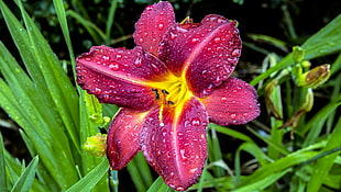 photo of red Lily flower at daytime