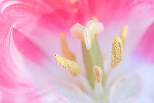 Pink and green close-up photo of flower HD wallpaper