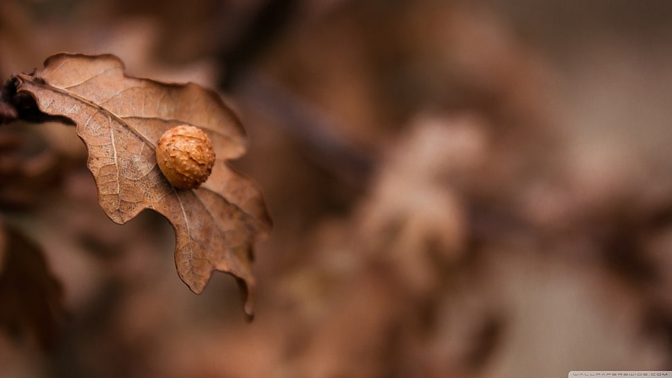 selective photo of brown leaf HD wallpaper