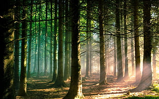 sun's rays passing on green tall trees photo