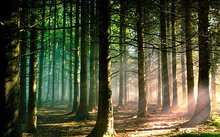 sun's rays passing on green tall trees photo