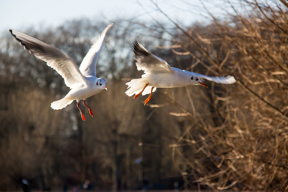 two white flying birds during daytime HD wallpaper