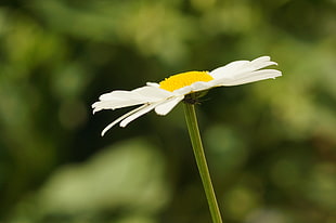 macro photo of daisy flower, leucanthemum vulgare HD wallpaper