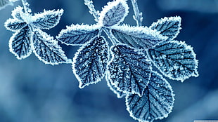 green leafed plant, nature, ice, plants, winter HD wallpaper