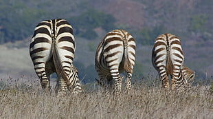 three zebras on brown grass field photo