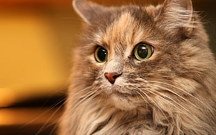 selective focus photography of green-eyed brown cat