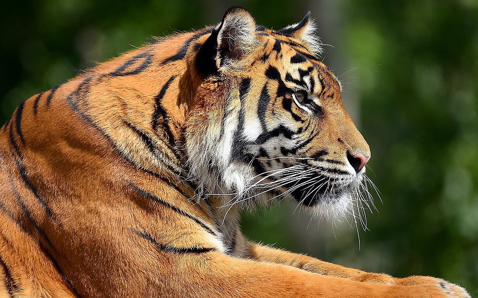 orange and black Tiger photo HD wallpaper