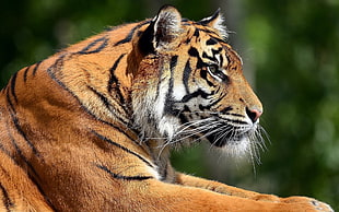 orange and black Tiger photo