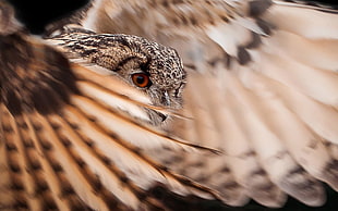 Wildlife photography of Owl flying