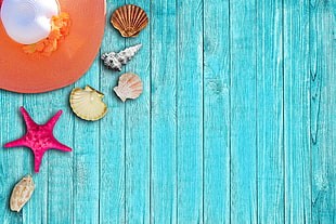 assorted seashells and sun hat HD wallpaper