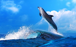 grey dolphin, animals, nature, sea, mammals HD wallpaper