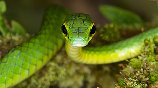green and yellow snake