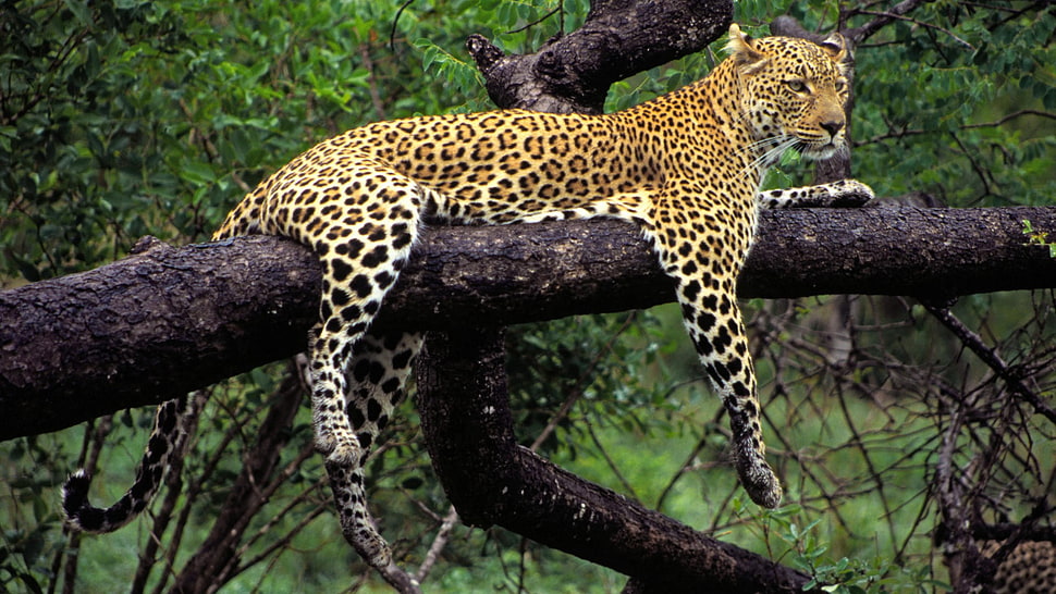 leopard animal, animals, leopard, leopard (animal) HD wallpaper