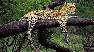 leopard animal, animals, leopard, leopard (animal)