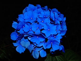 blue Hydrangea flower bouquet HD wallpaper