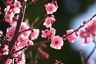 macro shot of cherry blossom flowers HD wallpaper