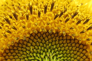 close up of yellow petaled flower, sunflower, ant