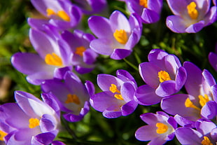 close up photography of bed of purple petaled flowers, crocus HD wallpaper