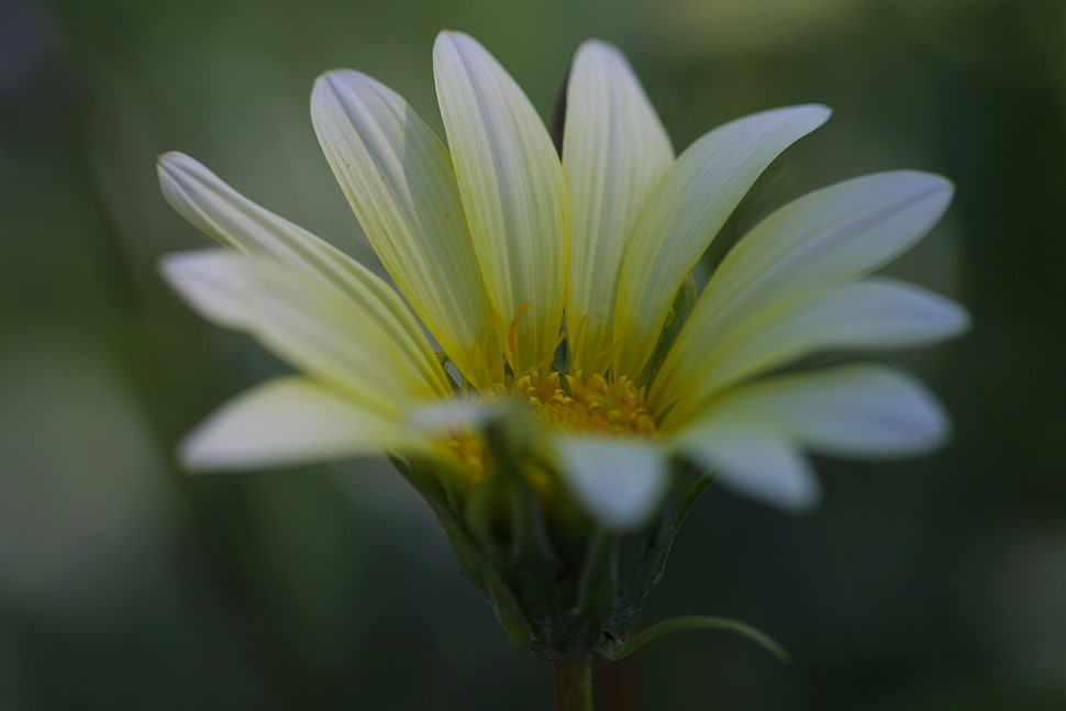 white and yellow Daisy closeup photography HD wallpaper