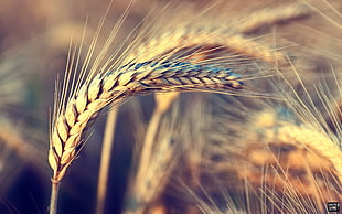 brown wheat grass, wheat, nature, wind HD wallpaper
