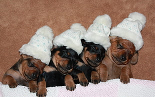 several brown and black short-coated puppies