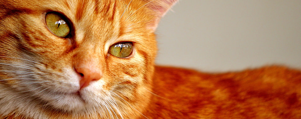 orange tabby cat HD wallpaper