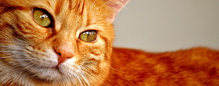 orange tabby cat
