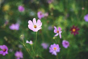 close up shot of purple daisy