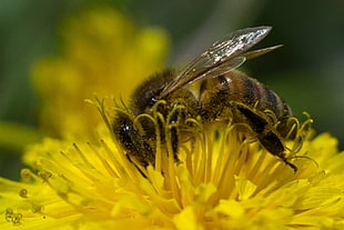 Honey Bee on yellow flower closeup photography HD wallpaper