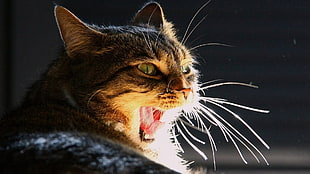 brown tabby cat, cat, yawning, feline, animals HD wallpaper