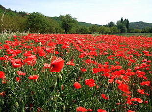 red poppies field at daytime