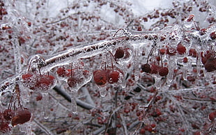 macro shot of frozen red fruits