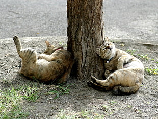 two brown tabby cats near tree trunk