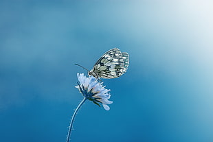 butterfly perched on flower HD wallpaper