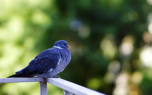 selective focus photography purple bird on white metal handrail
