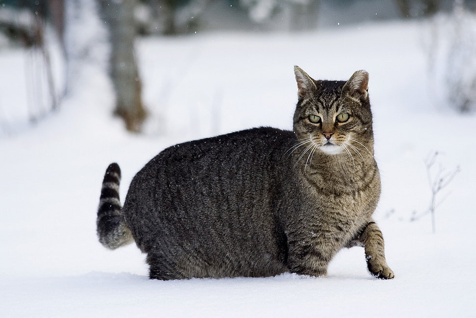 black Tabby cat in the forest during winter season HD wallpaper