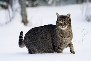black Tabby cat in the forest during winter season